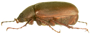 P.ilicis lateral beetle